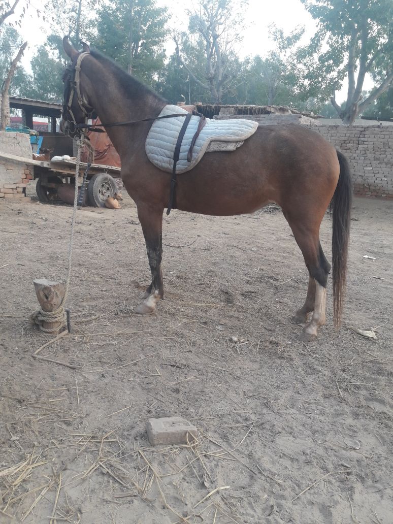 Female horse age 2 year 5 Month one month pregnant for sale